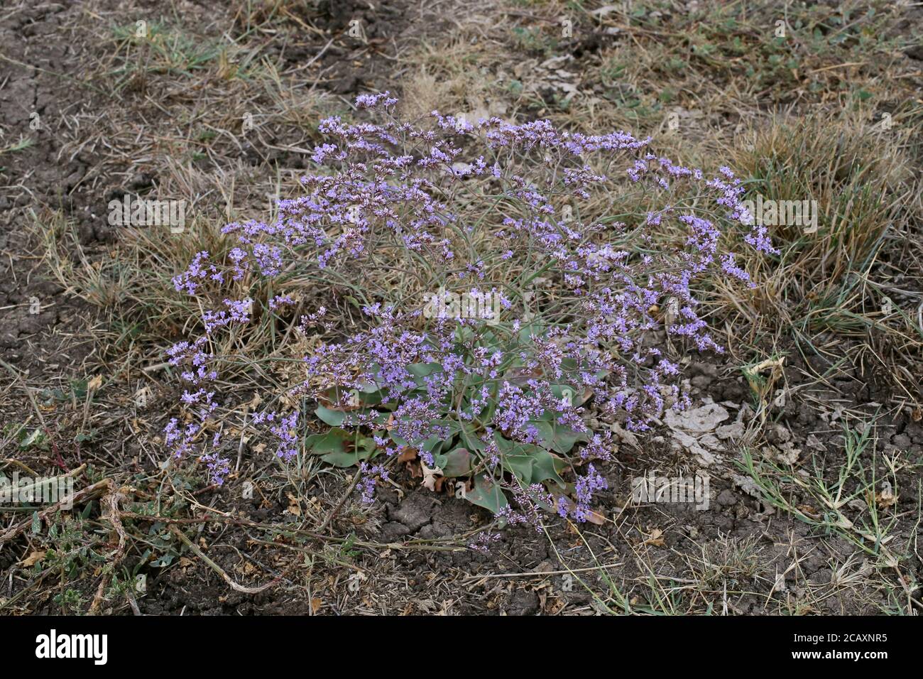 Limonium gmelinii, Siberian Statice. Wild plant shot in summer Stock