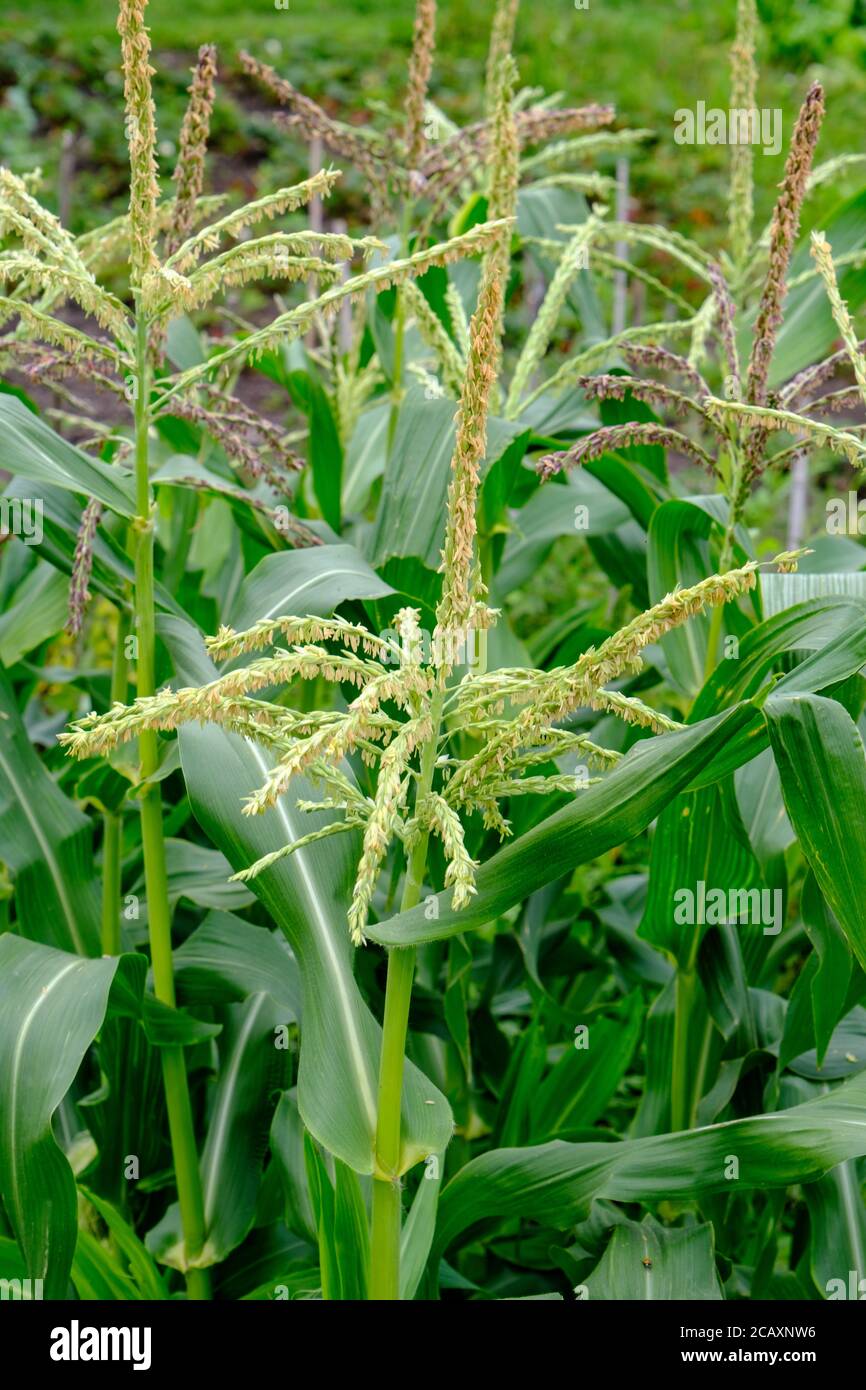 Sweetcorn in flower in summer, growing on an allotment, UK Stock Photo