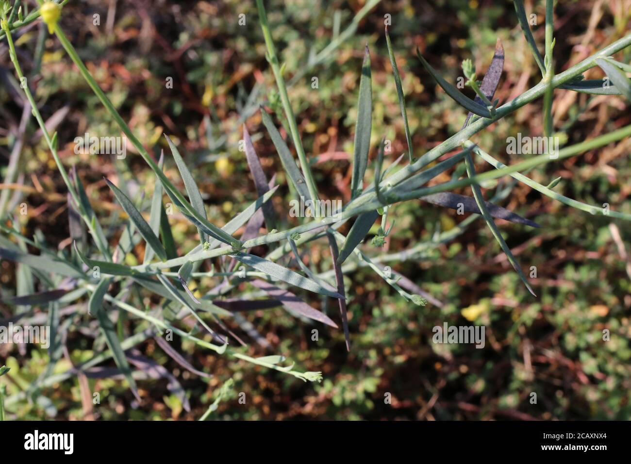 Linaria genistifolia, broomleaf toadflax. Wild plant shot in summer. Stock Photo