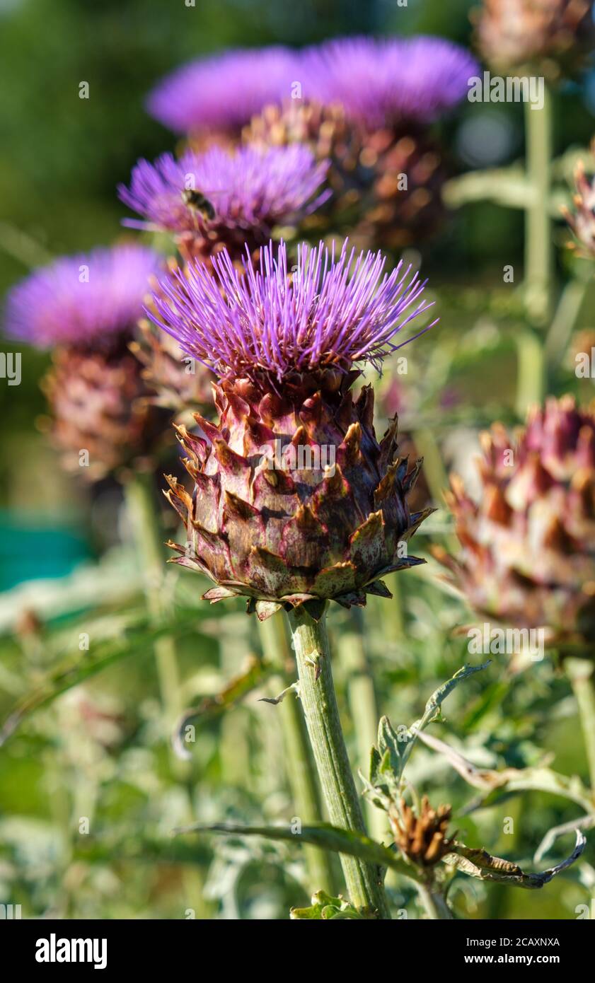 Purple cardoon hi-res stock photography and images - Alamy
