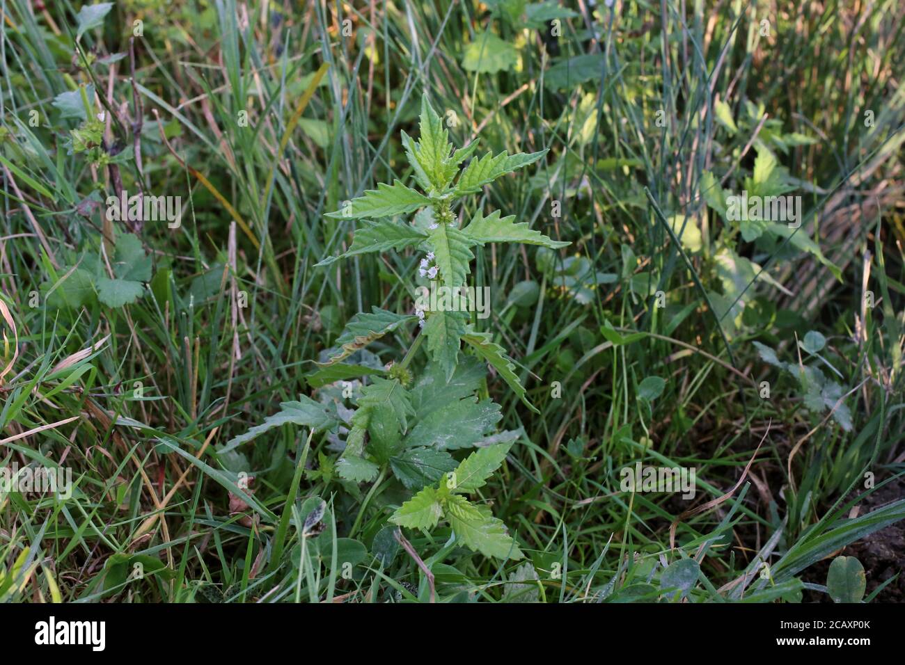 Lycopus europaeus, Gipsy-Wort. Wild plant shot in summer. Stock Photo