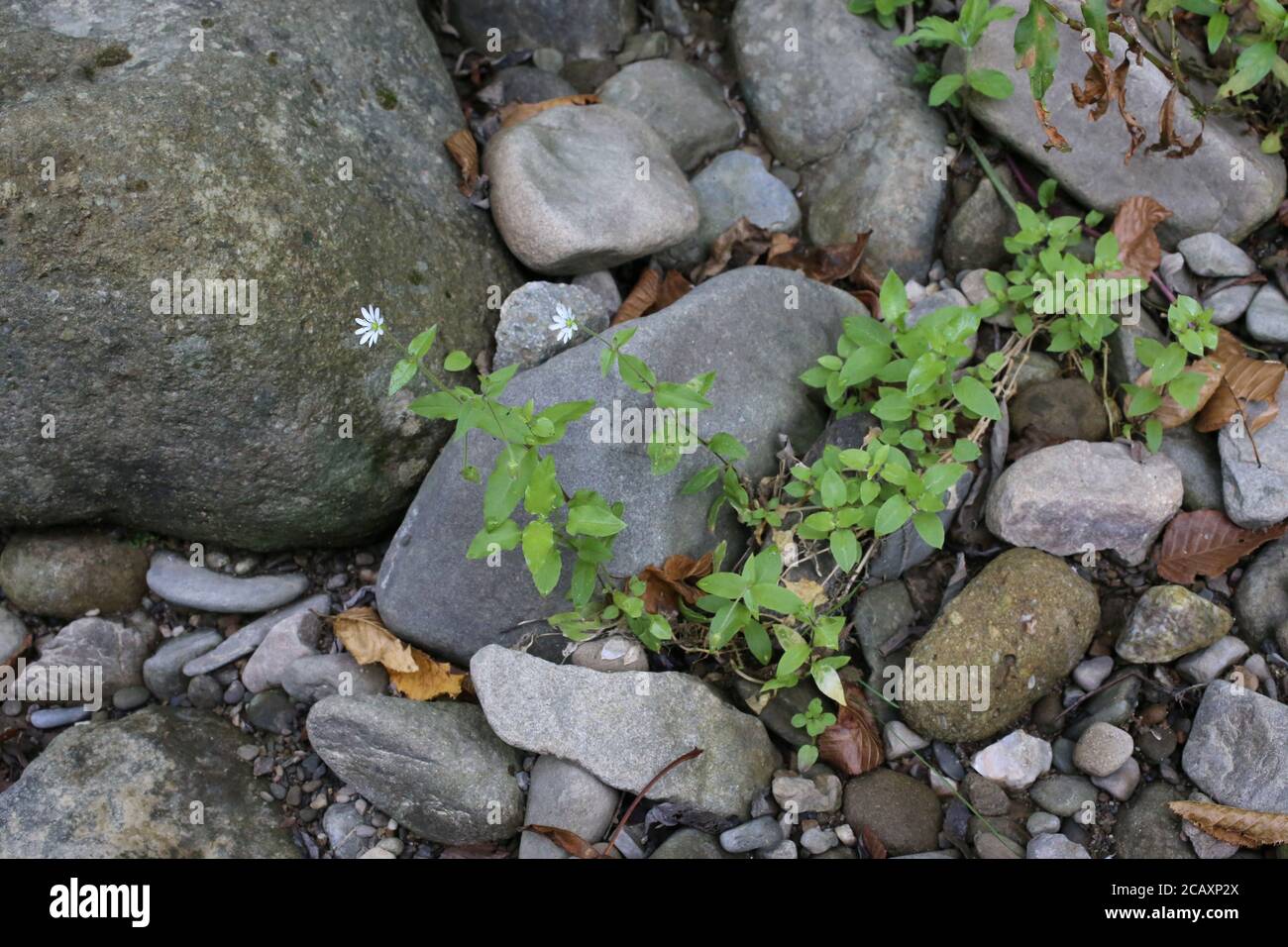 Myosoton aquaticum, Water Chickweed. Wild plant shot in summer. Stock Photo