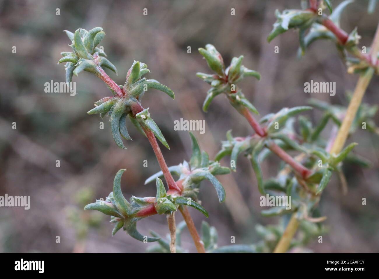 Petrosimonia brachiata - Wild plant shot in summer. Stock Photo
