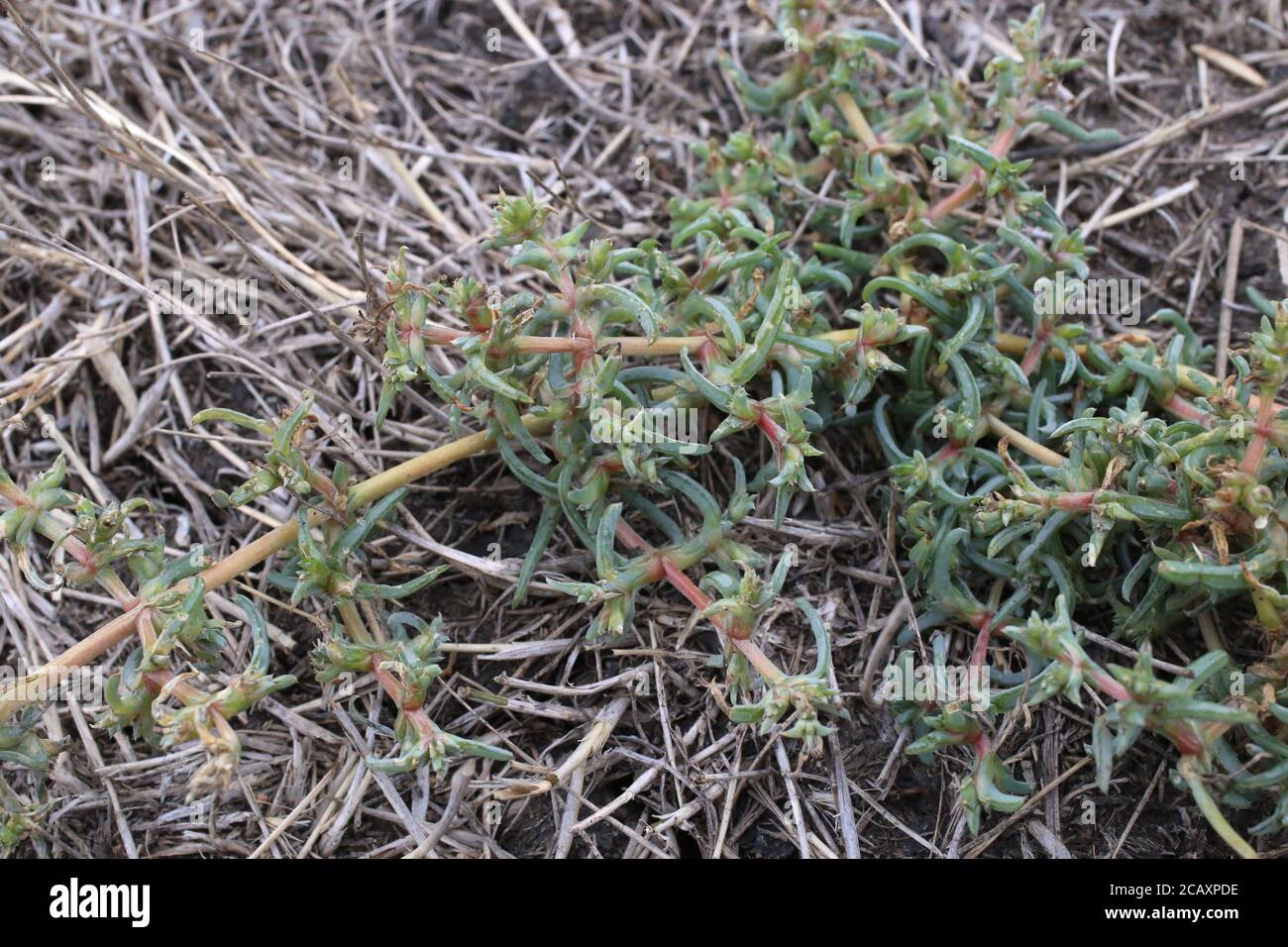 Petrosimonia brachiata - Wild plant shot in summer. Stock Photo