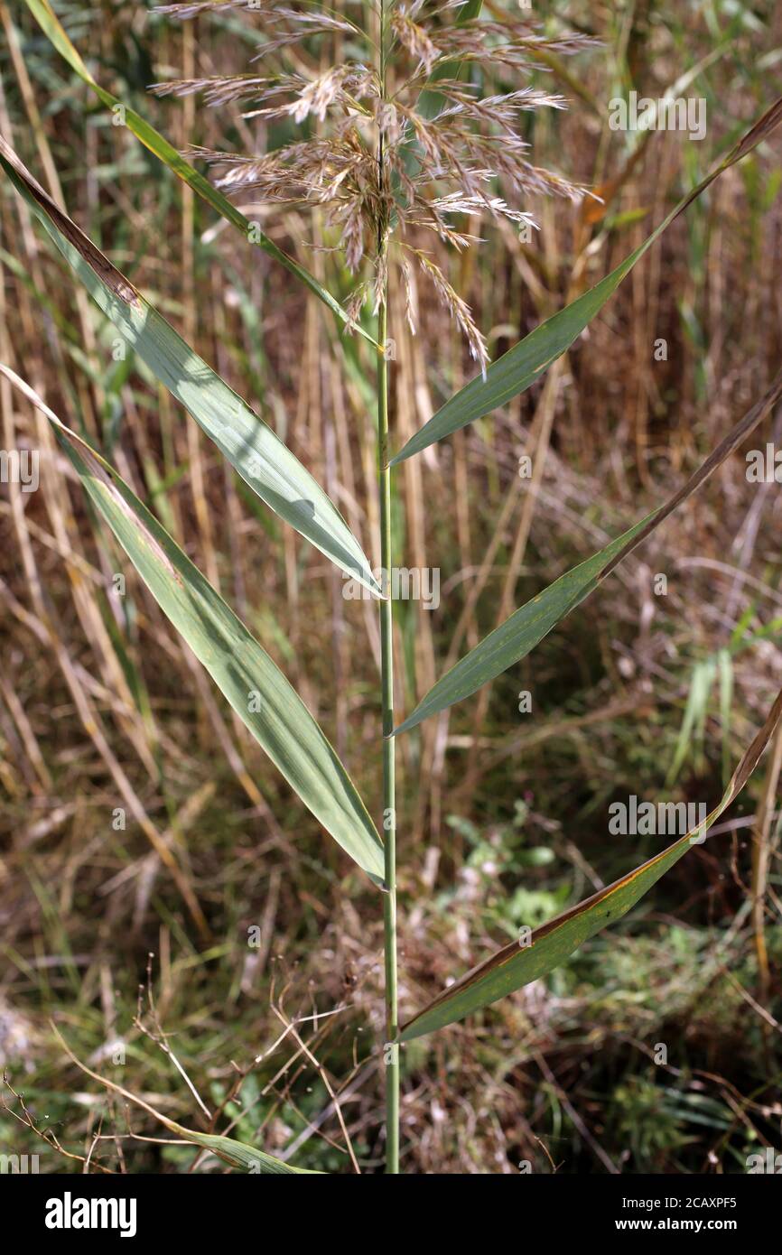 Phragmites australis, Common reed. Wild plant shot in summer. Stock Photo