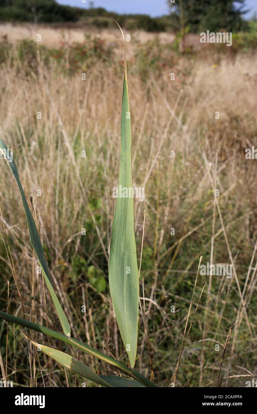 Phragmites australis australis hi-res stock photography and images - Alamy