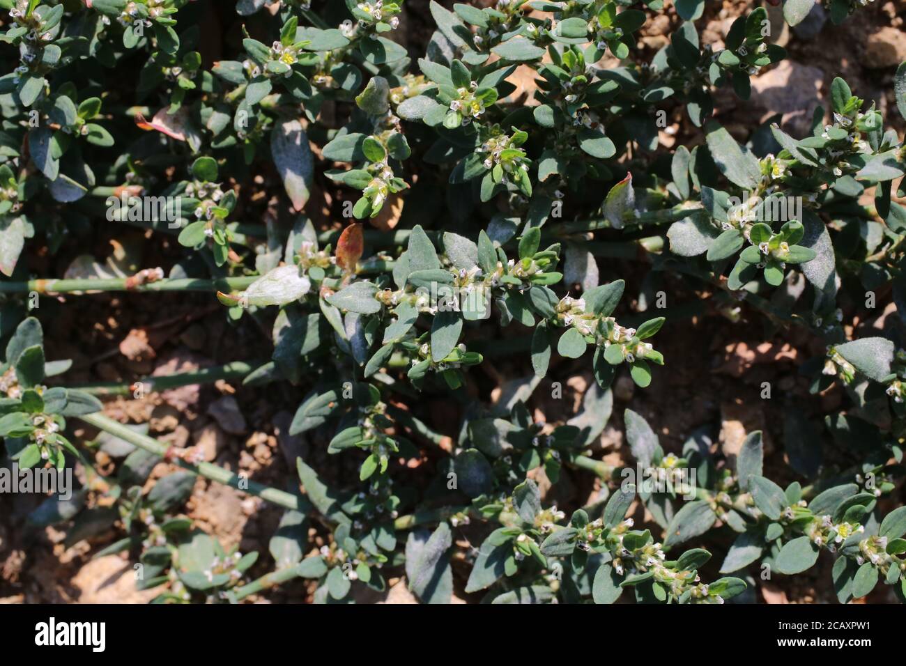 Polygonum aviculare, Knotgrass. Wild plant shot in summer. Stock Photo