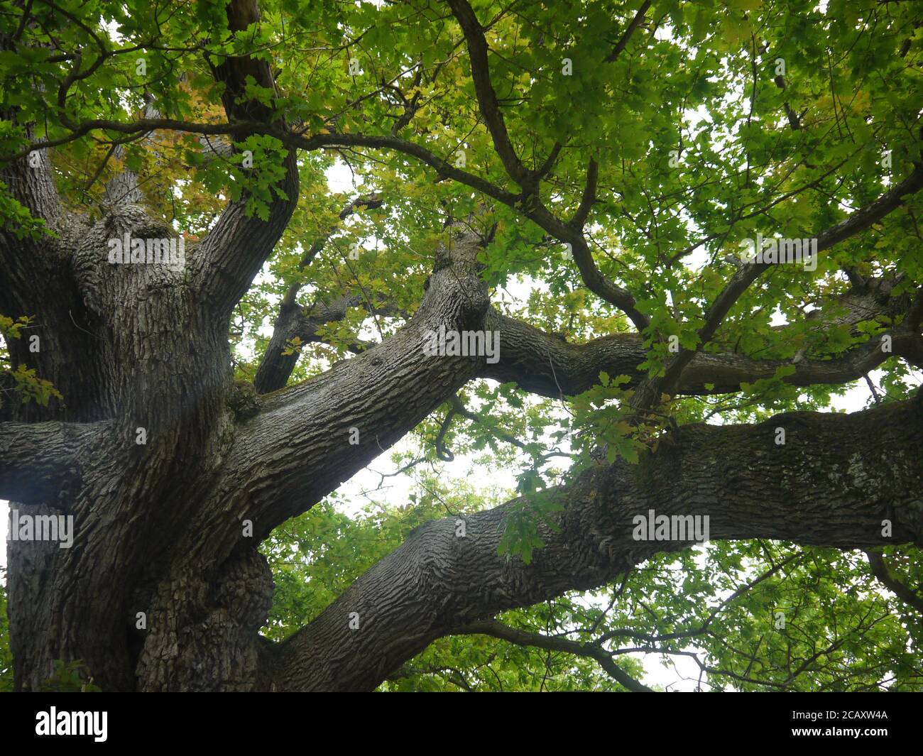 Willow oak tree leaf hi-res stock photography and images - Alamy