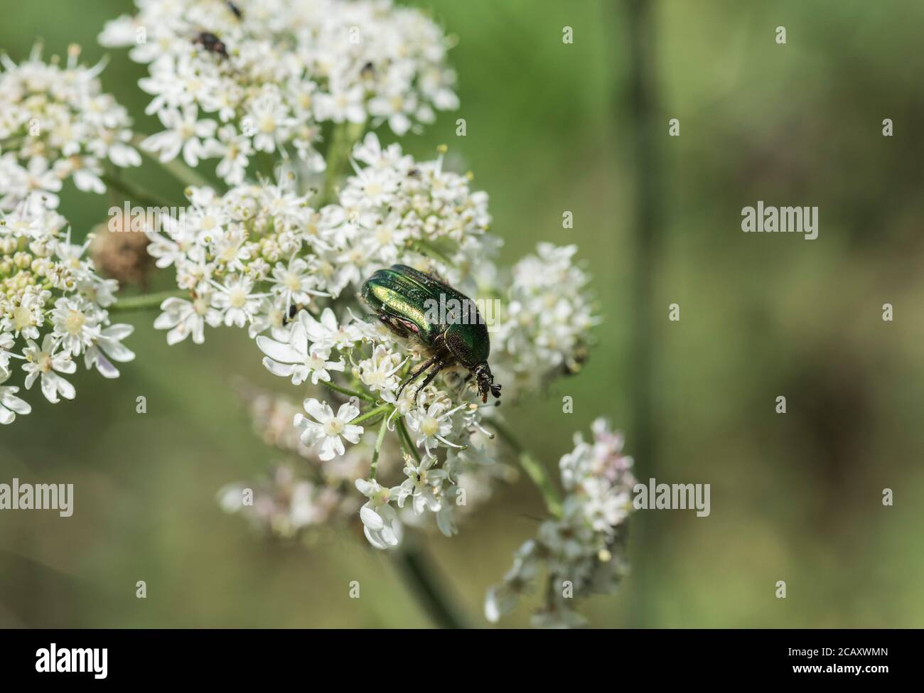 Foraging Rose Chafer (Cetonia aurata) Stock Photo