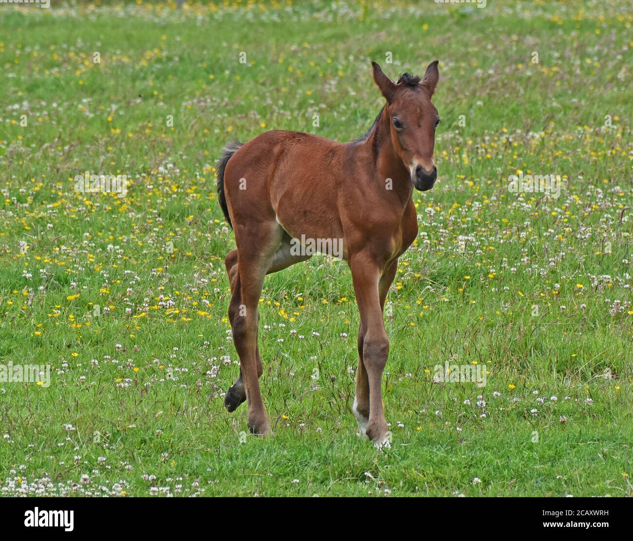 Chestnut mare hires stock photography and images Alamy