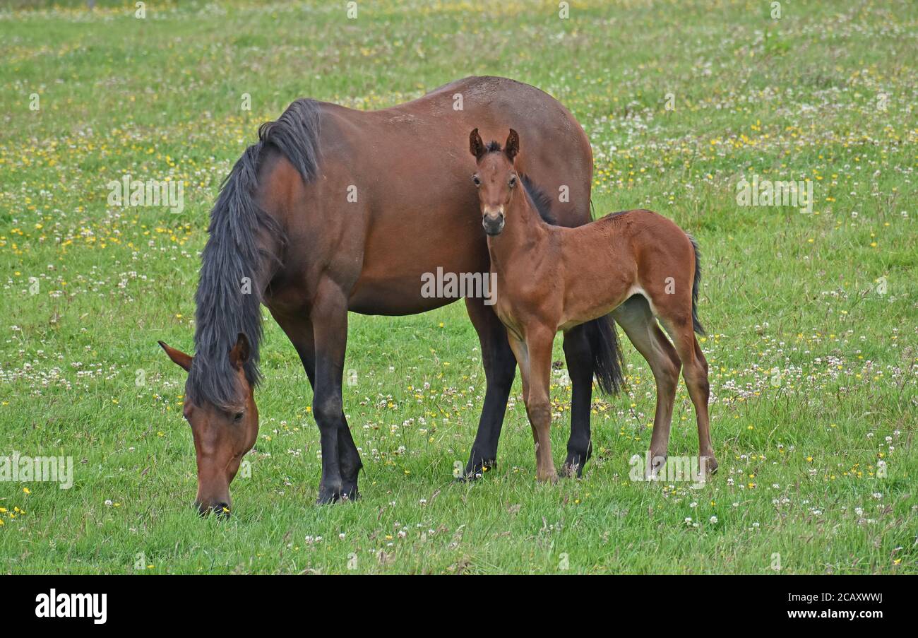 Chestnut Mare and Foal in Field Stock Photo Alamy