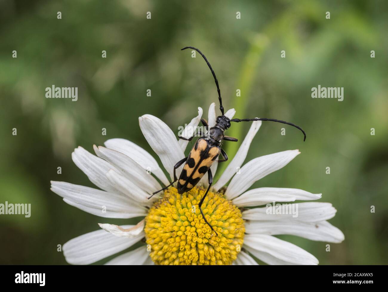 The Long horned Beetle (Raputela/ Strangalia maculata) on an Ox-eyed Daisy Stock Photo