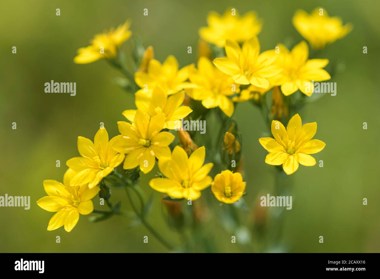 Yellow-wort (Blackstonia perfoliata) Stock Photo