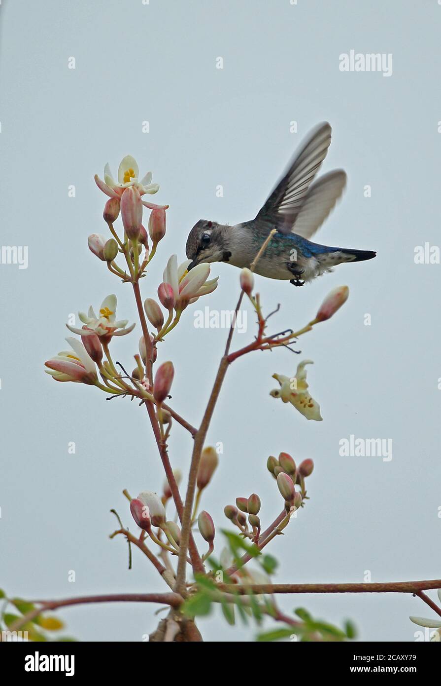 Bee Hummingbird (Mellisuga Helenae) Immature Male Hovering And Feeding ...