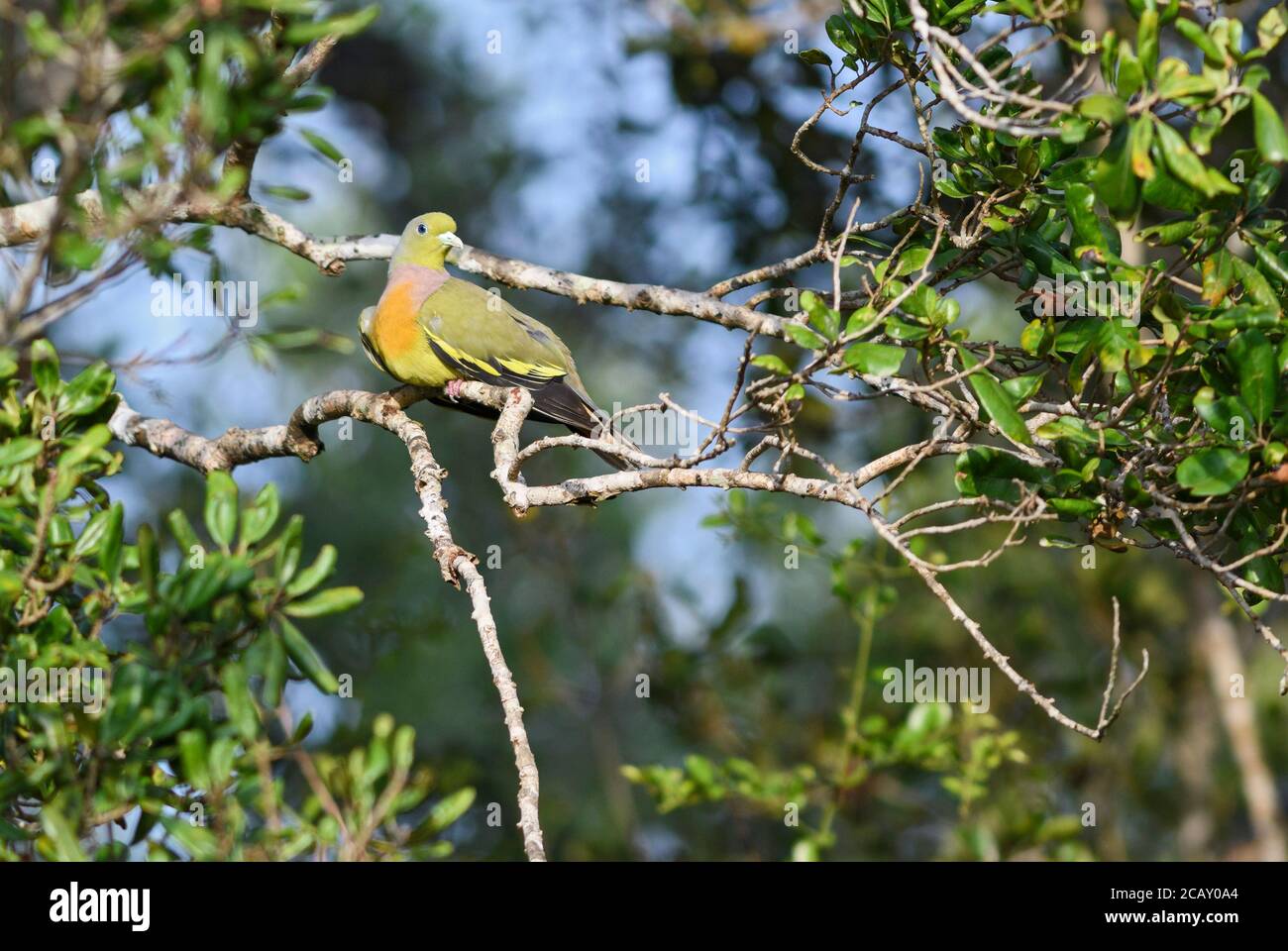 Orange-breasted Green-pigeon - Treron bicinctus, beautiful colorful pigeon from Asian woodlands and forests, Sri Lanka. Stock Photo