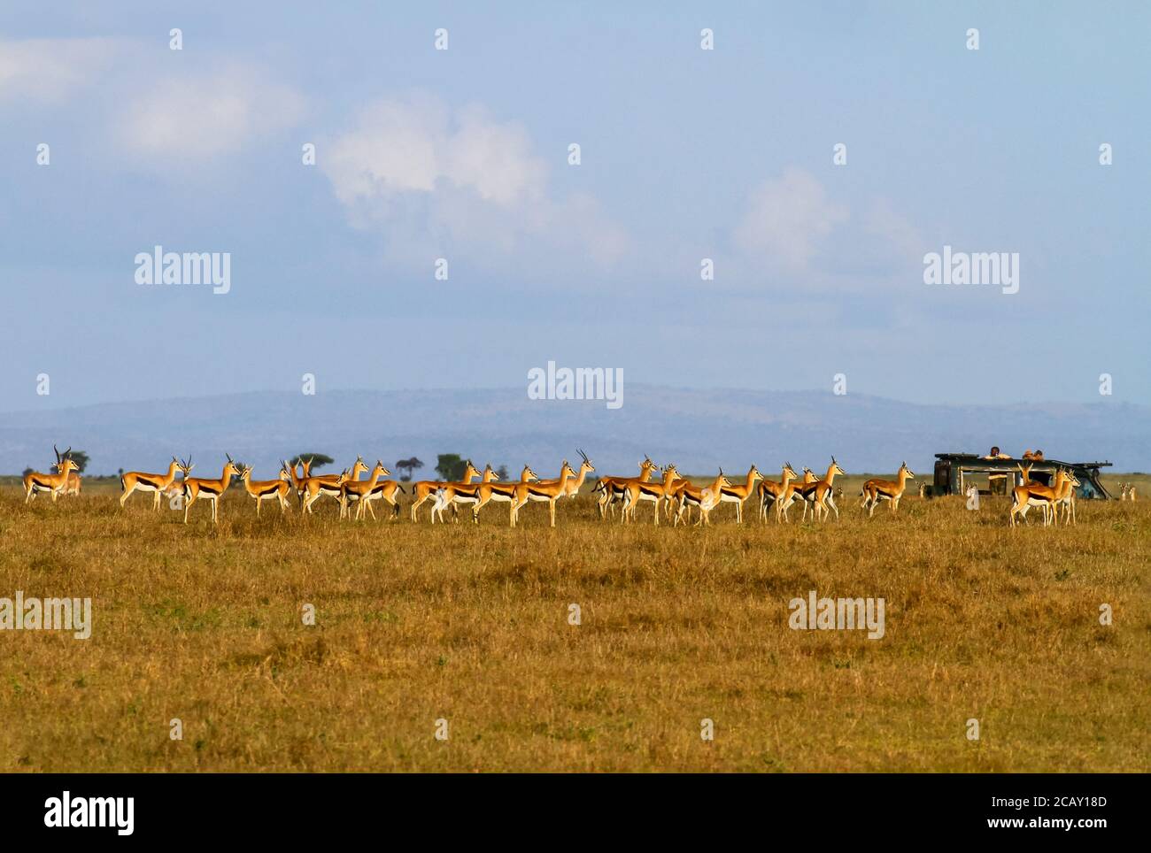 Herd of Thomson's gazelles (Eudorcas thomsonii) stand facing same ...