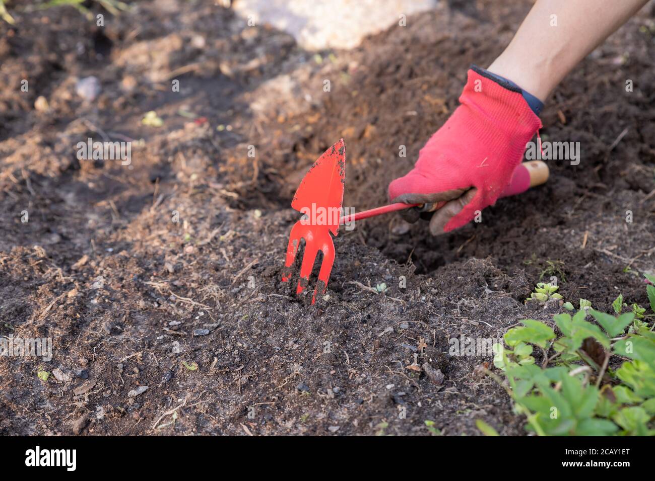 Hand Of Women Gardener With Tool Hoeing ground In Garden. Garden soil