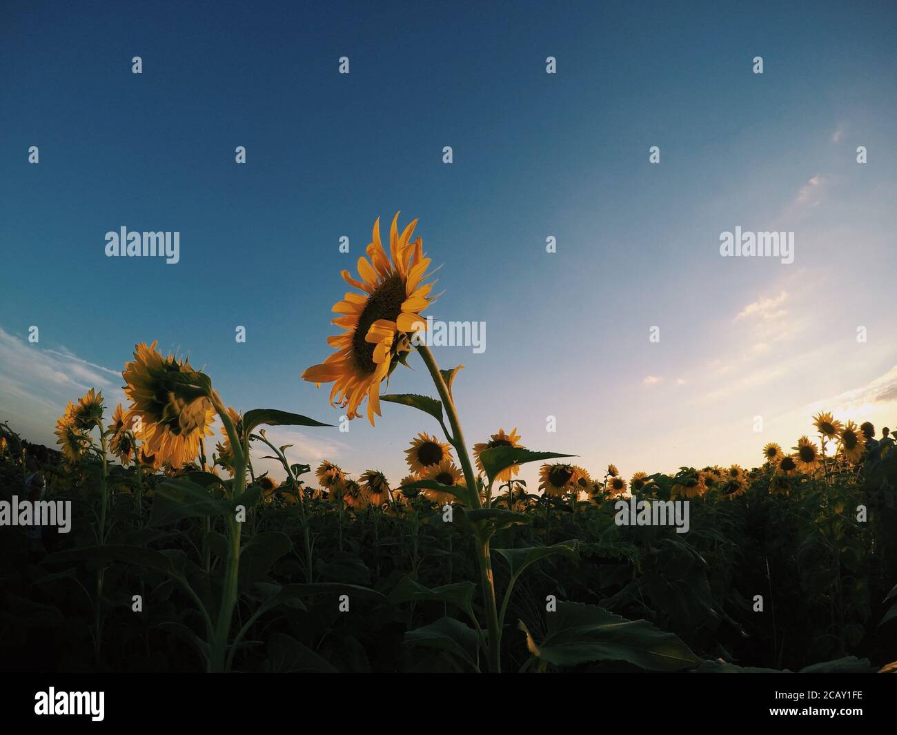 Blooming Sunflower -Kiva Hirsch Photos Stock Photo