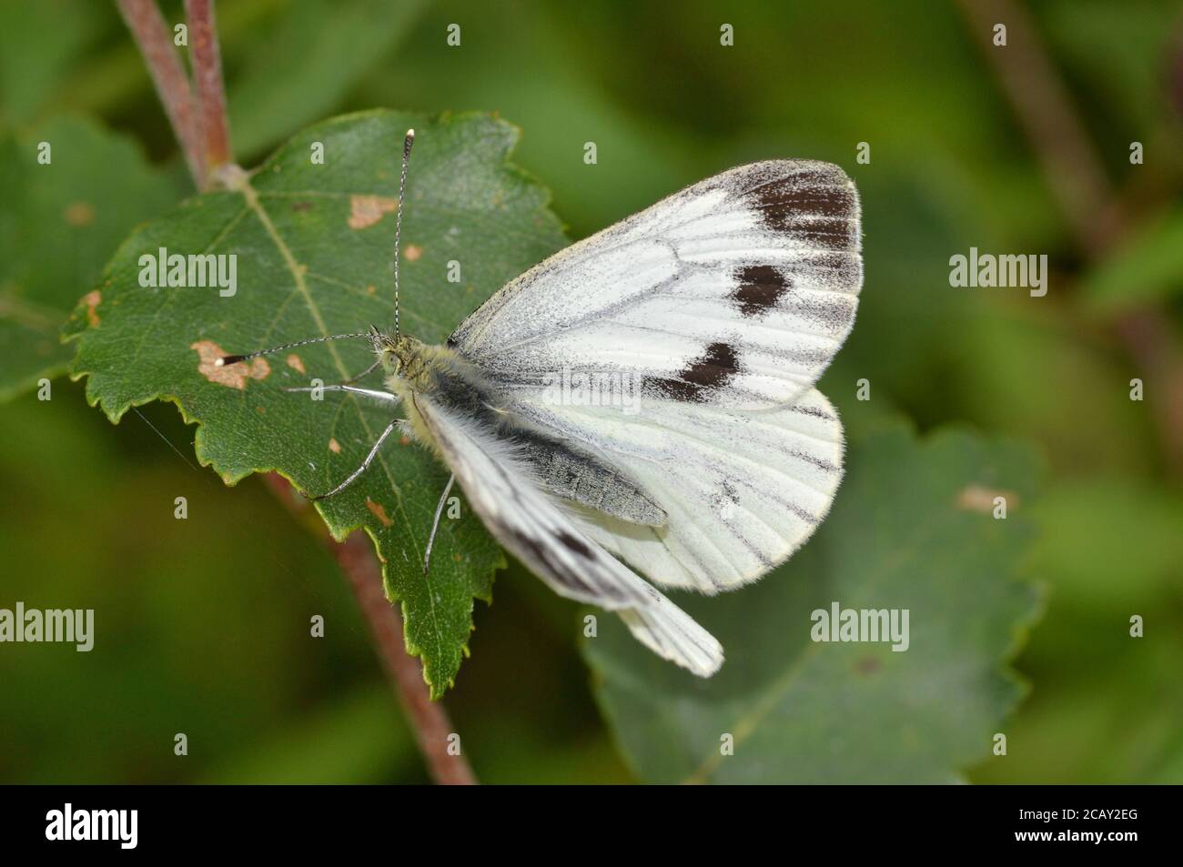 Green-veined White butterfly, female,summer brood Stock Photo