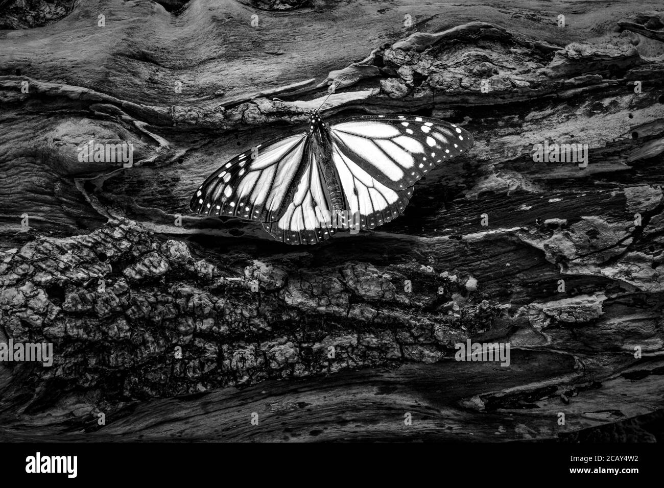Butterfly on log, Pennsylvania, USA Stock Photo