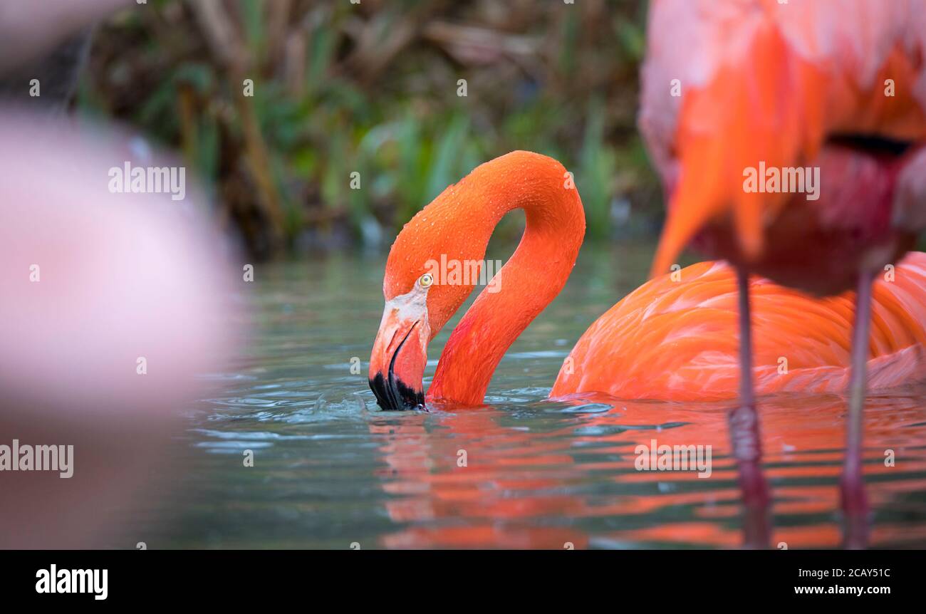 Flamingo bird close-up profile view, beautiful plumage, head, long neg, beak, eye in its surrounding and environment with water background, splashes i Stock Photo