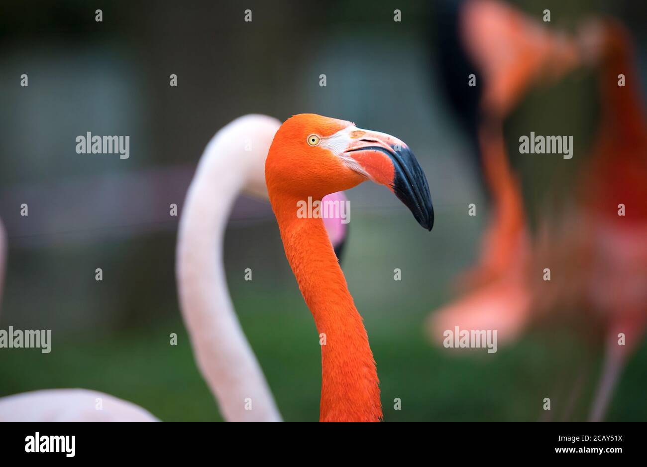 Flamingo bird close-up profile view, beautiful plumage, head, long neg, beak, eye in its surrounding and environment with water background, splashes i Stock Photo