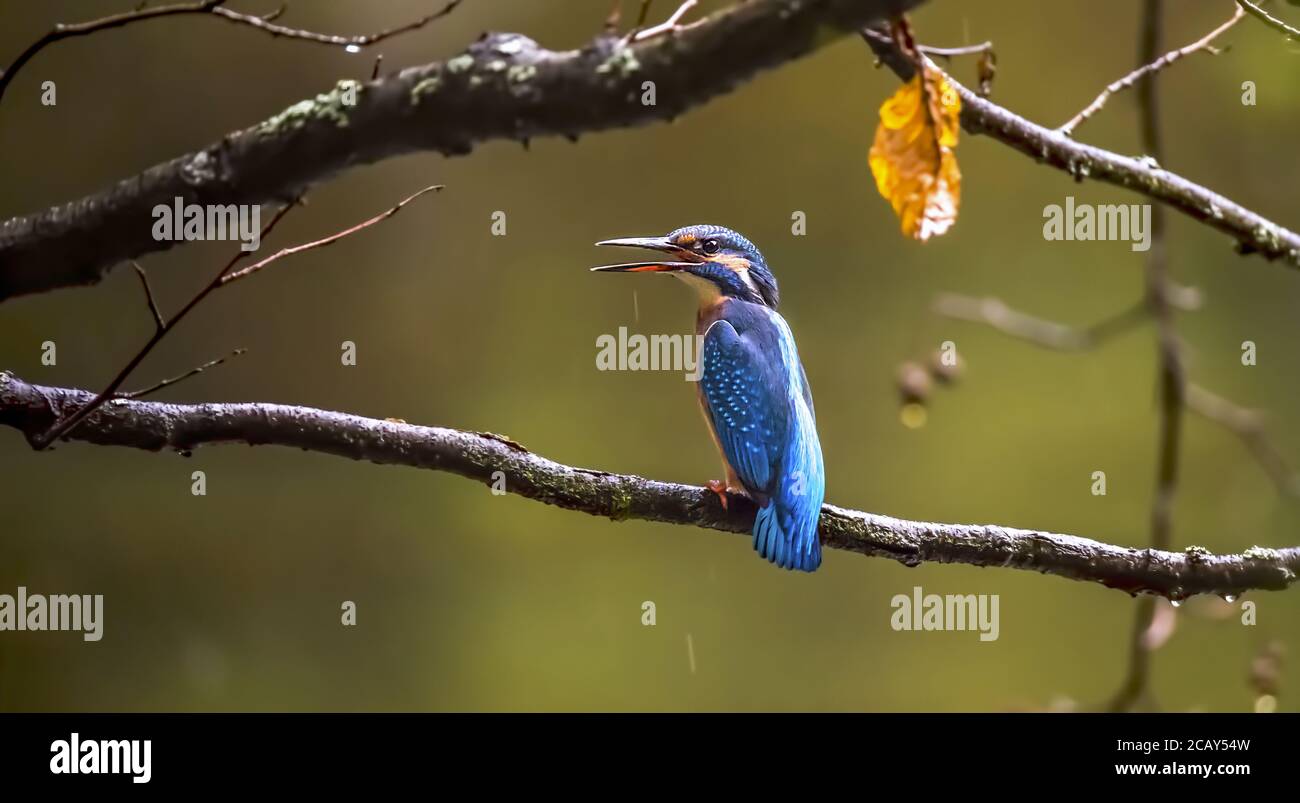 Beautiful nature scene with Common kingfisher Alcedo atthis. Wildlife shot of kingfisher on the branch. Kingfisher in the nature habitat. In the light Stock Photo