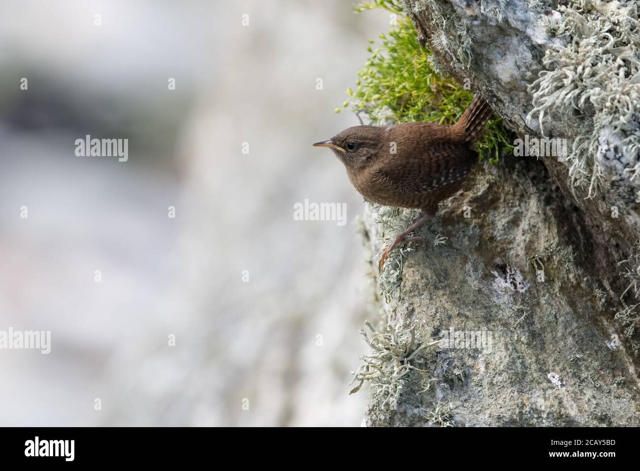 Shetland Wren on coastal rock, Fetlar, Shetland, UK Stock Photo
