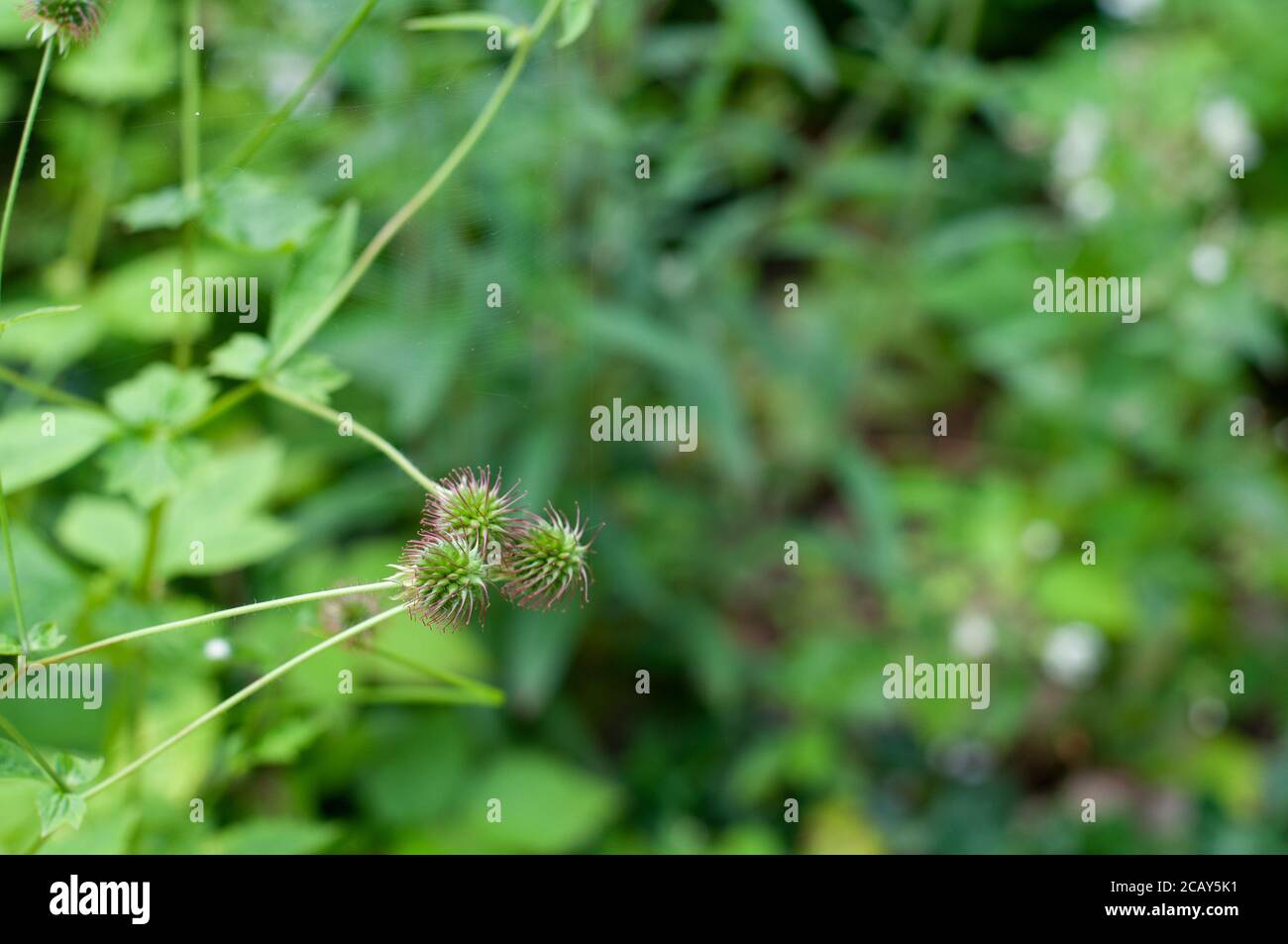 close-up of the seeds of a wood avens or colewort in a garden Stock Photo
