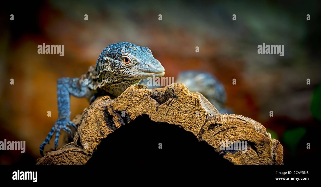Close up front portrait of blue spotted tree monitor Varanus macraei resting on tree trunk and looking at camera, low angle view, the best photo Stock Photo