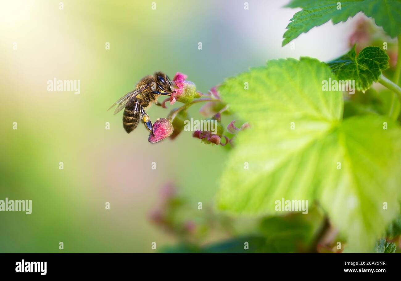 Honey Bee Covered With White Colored Pollen Drink Nectar From White Colored Flowers And Pollinating Them The Best Photo Stock Photo Alamy