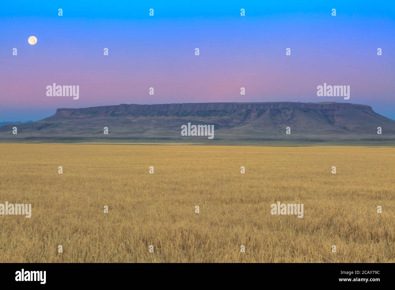 full moon setting in a predawn sky over square butte and wheat field near ulm, montana Stock