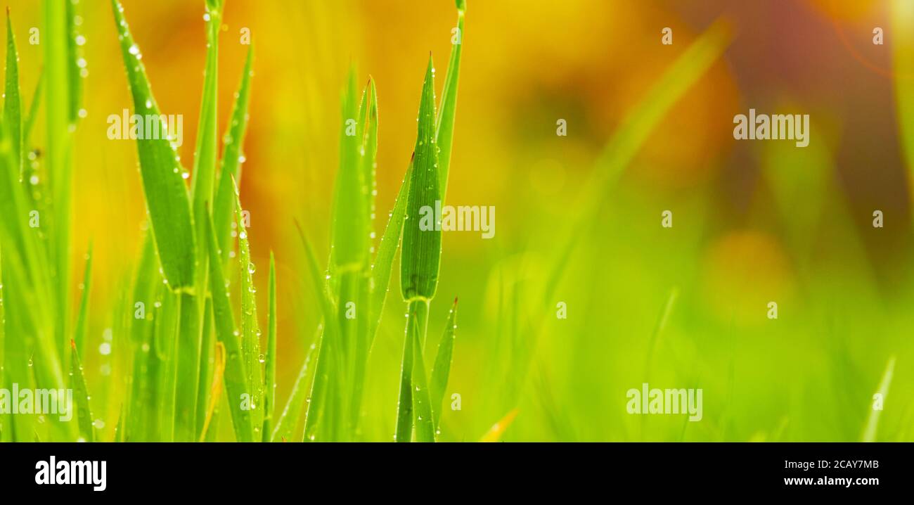 Closeup of morning dew drops on the green grass Stock Photo
