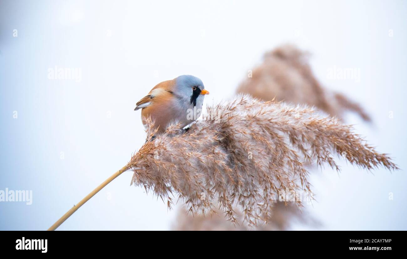 Beautiful nature scene with Bearded Parrotbill Panurus biarmicus. Wildlife shot of Bearded Parrotbill Panurus biarmicus on the grass, winter, sitting Stock Photo