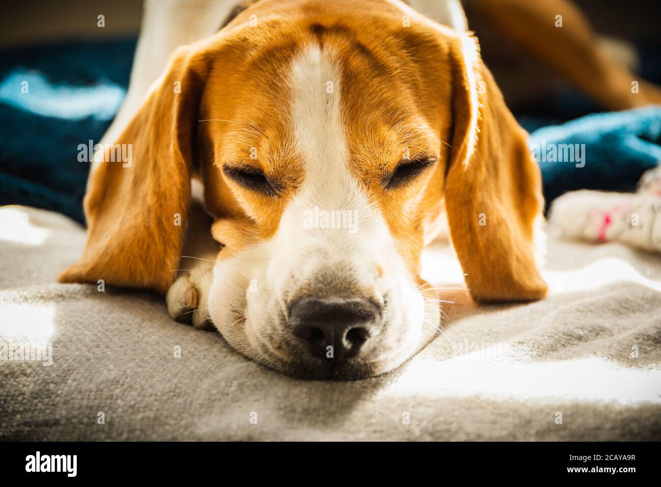 A beagle sleeping on his pillow on sofa. Shallow depth of field. Stock Photo