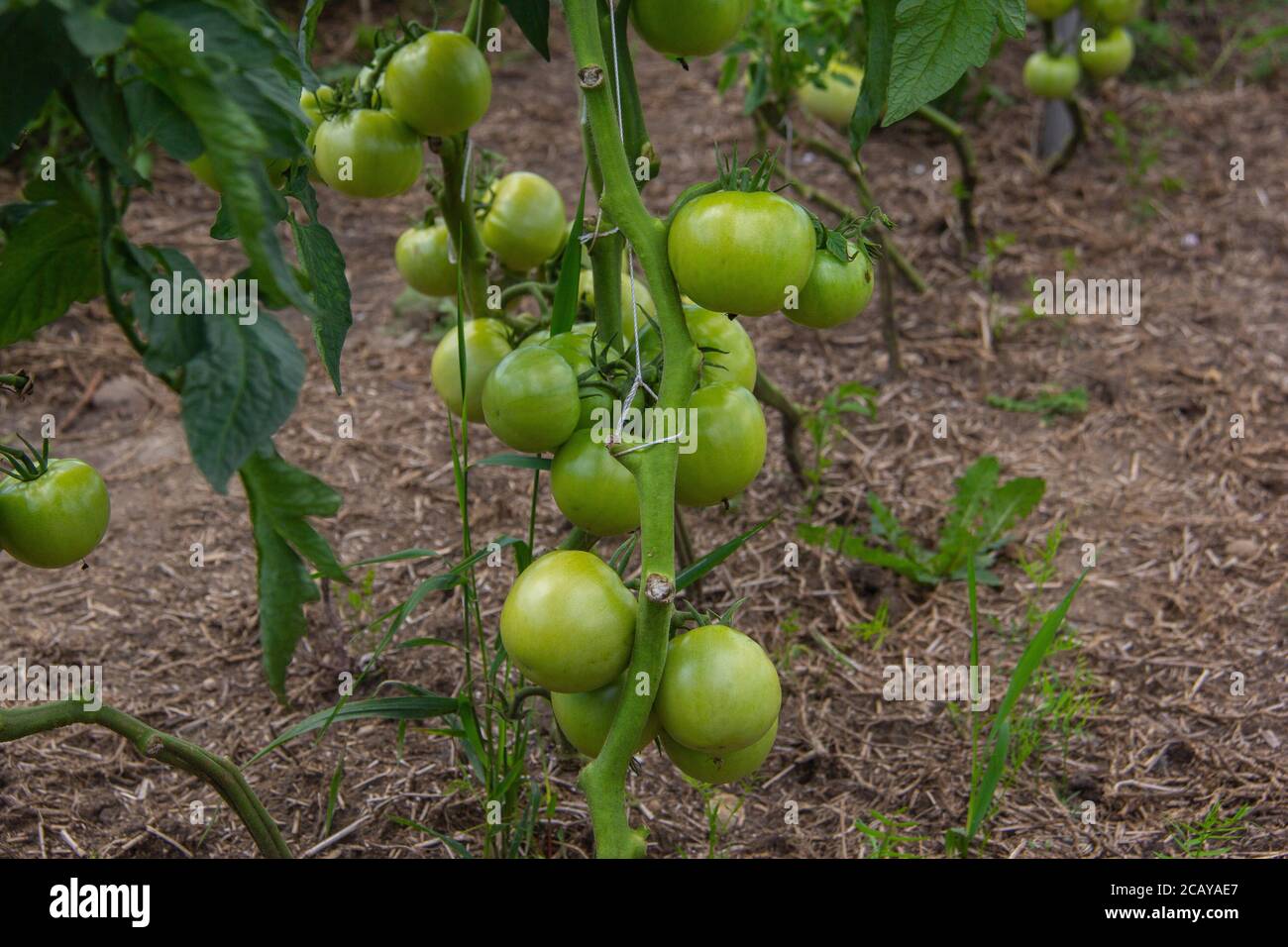 Tomatoes growing on the vine Stock Photo - Alamy