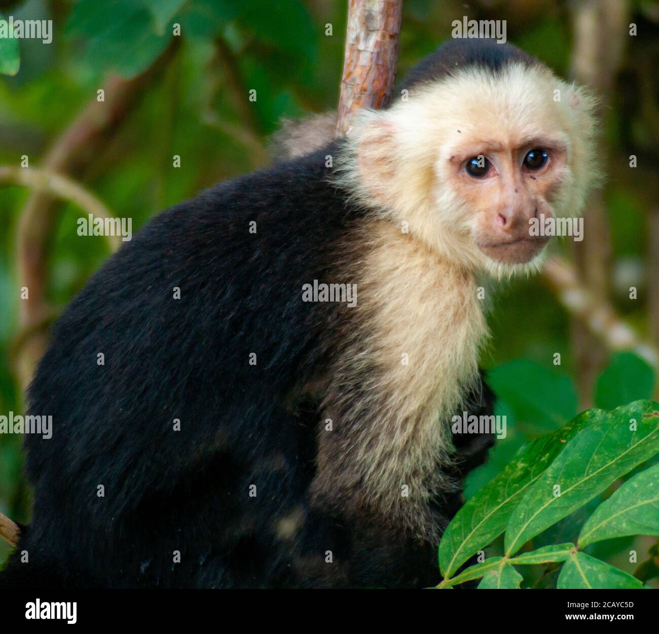 Small Monkey in a Tree Stock Photo