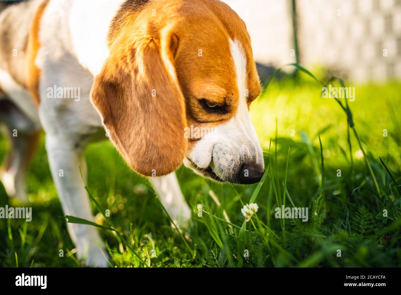 Tricolor beagle dog eats grass, sunny summer day. Stock Photo