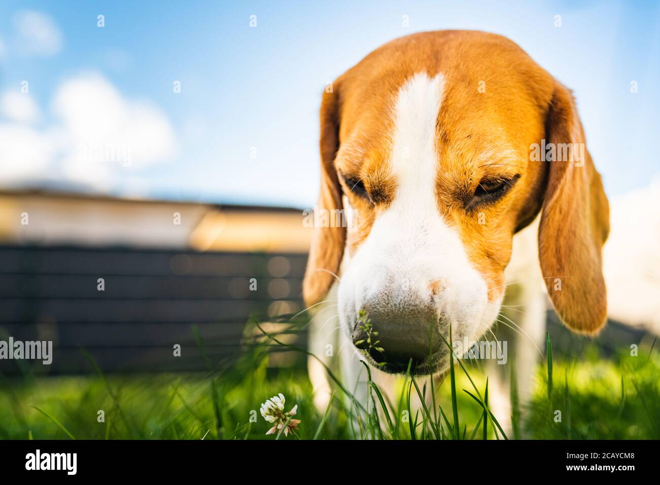 Tricolor beagle dog eats grass, sunny summer day. Stock Photo