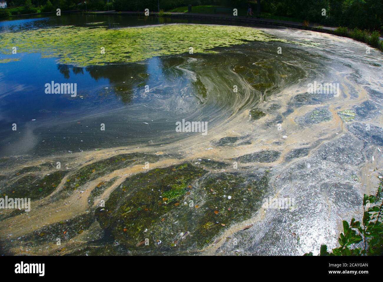 Algae bloom, scum and dead vegetation on the surface of Gunknowe Loch, Tweedbank, Roxburghshire, Scottish Borders, UK. Stock Photo