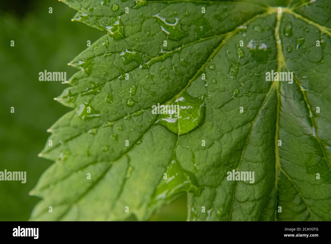 Green leaf with water drops on it after rain Stock Photo - Alamy