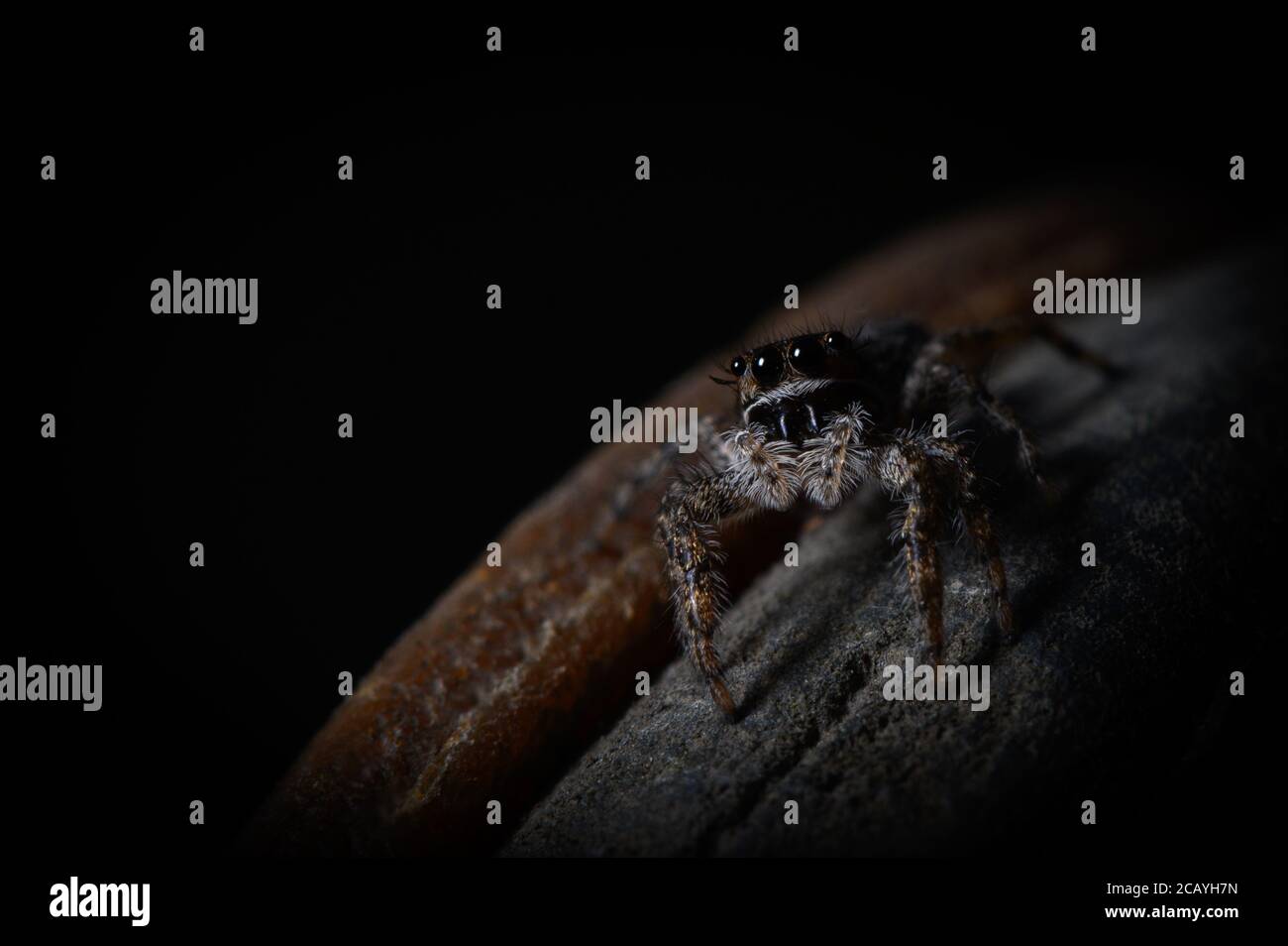 a low key jumping spider Stock Photo - Alamy