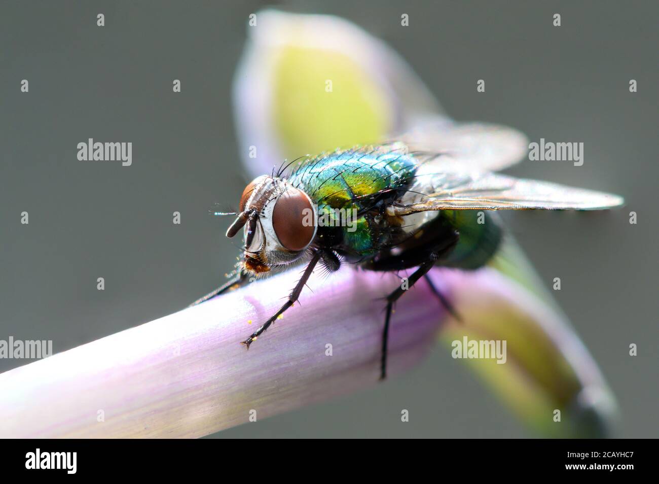 Macro Housefly Stock Photo