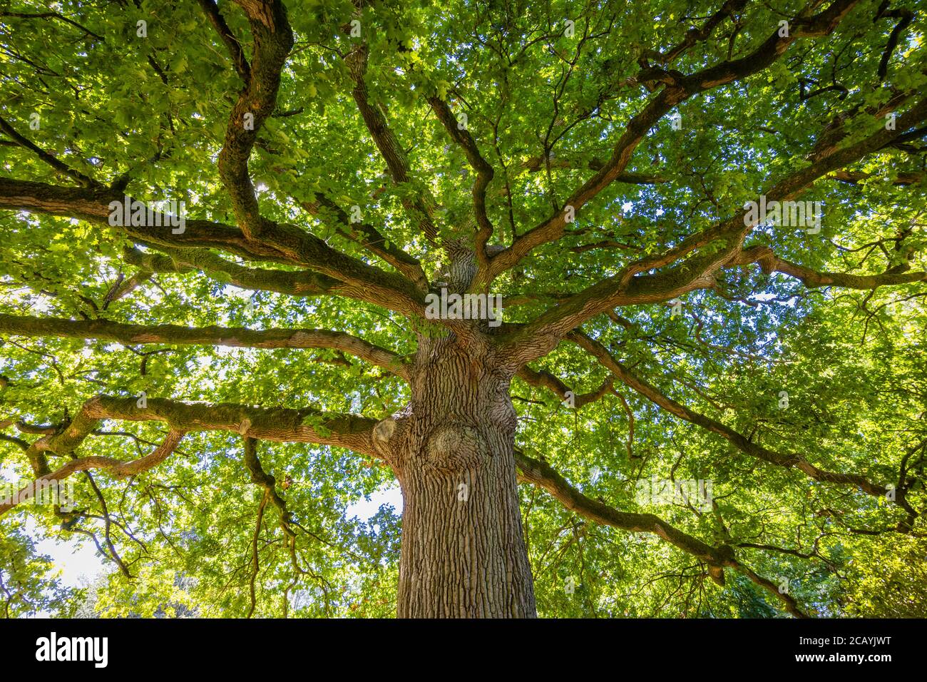 Full grown trees hi-res stock photography and images - Alamy