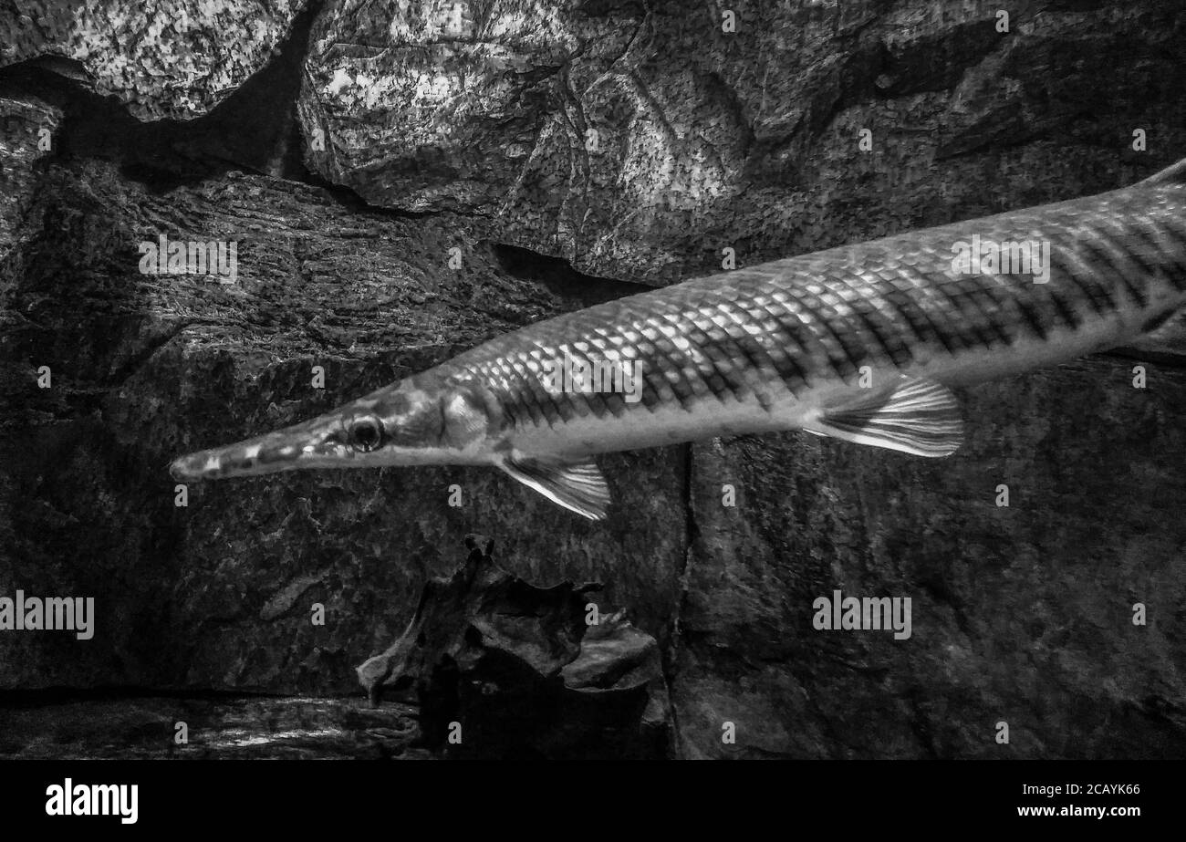 Longnose gar Lepisosteus osseus can be found in freshwater in America, the best photo Stock Photo