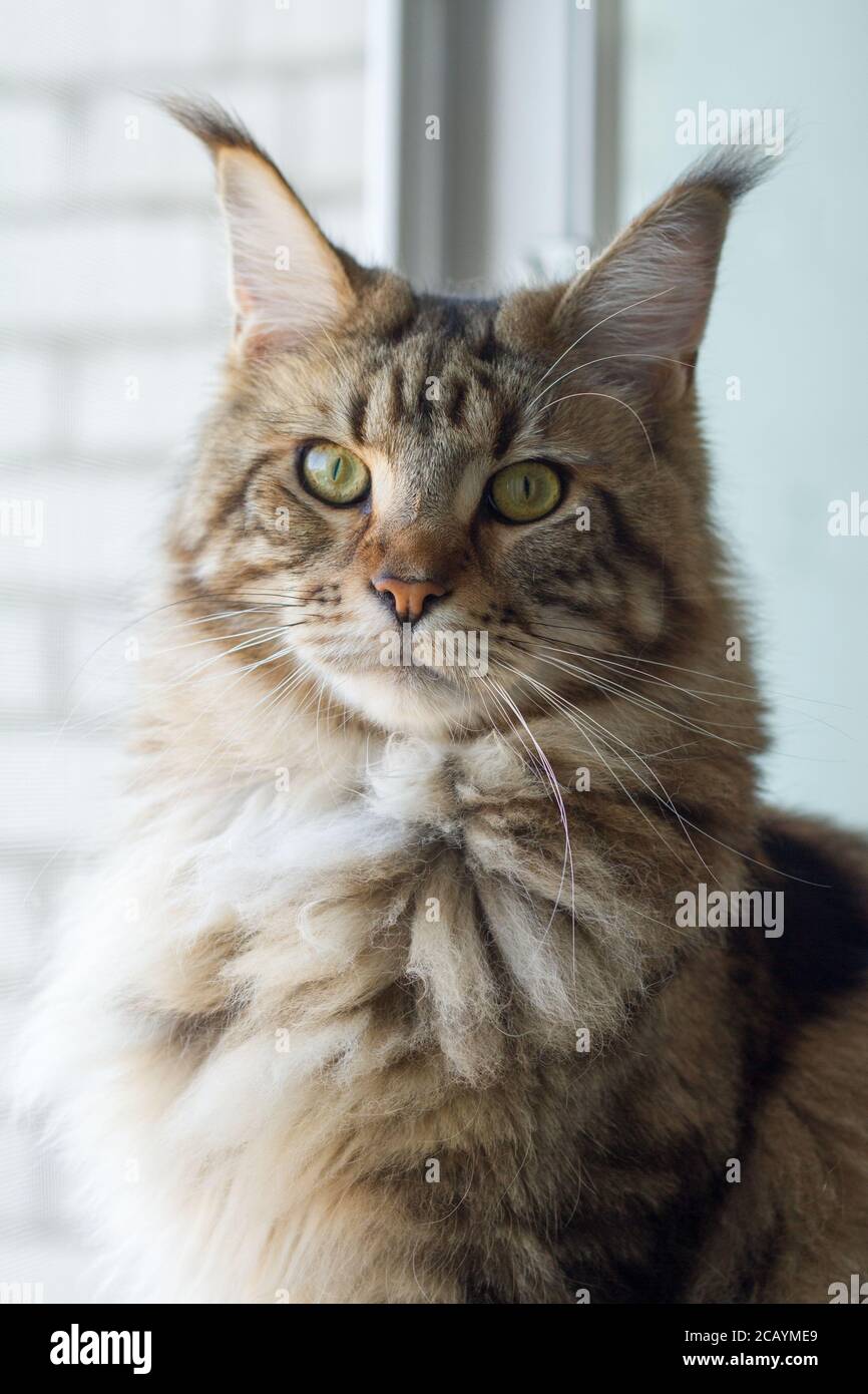 Close-up portrait of Maine Coon cat sitting on window-sill in minimalistic kitchen, selective focus Stock Photo