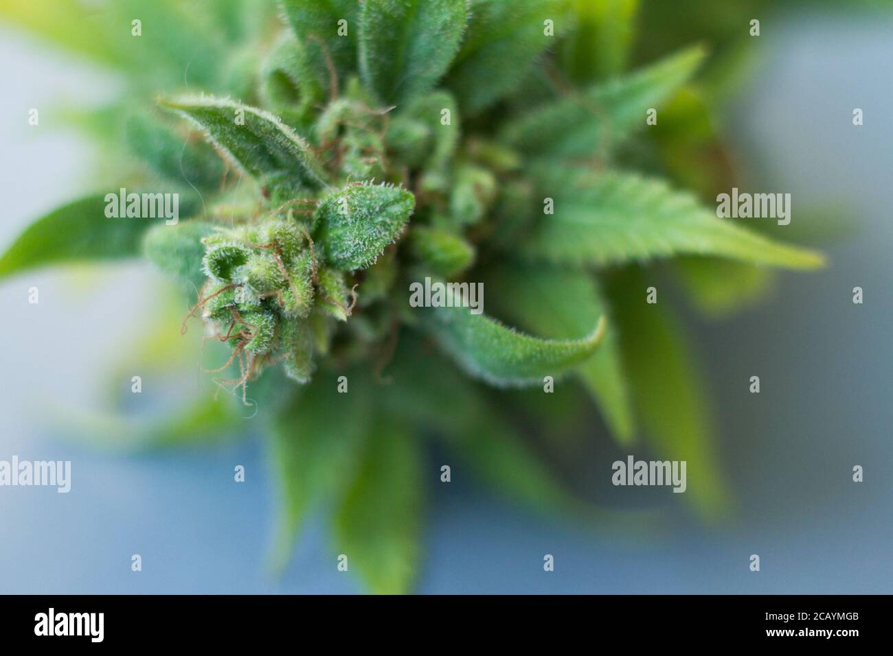 Close-up bump cannabis plant. Concept farm marijuana plantation. Can of cannabis buds CBD. Stock Photo