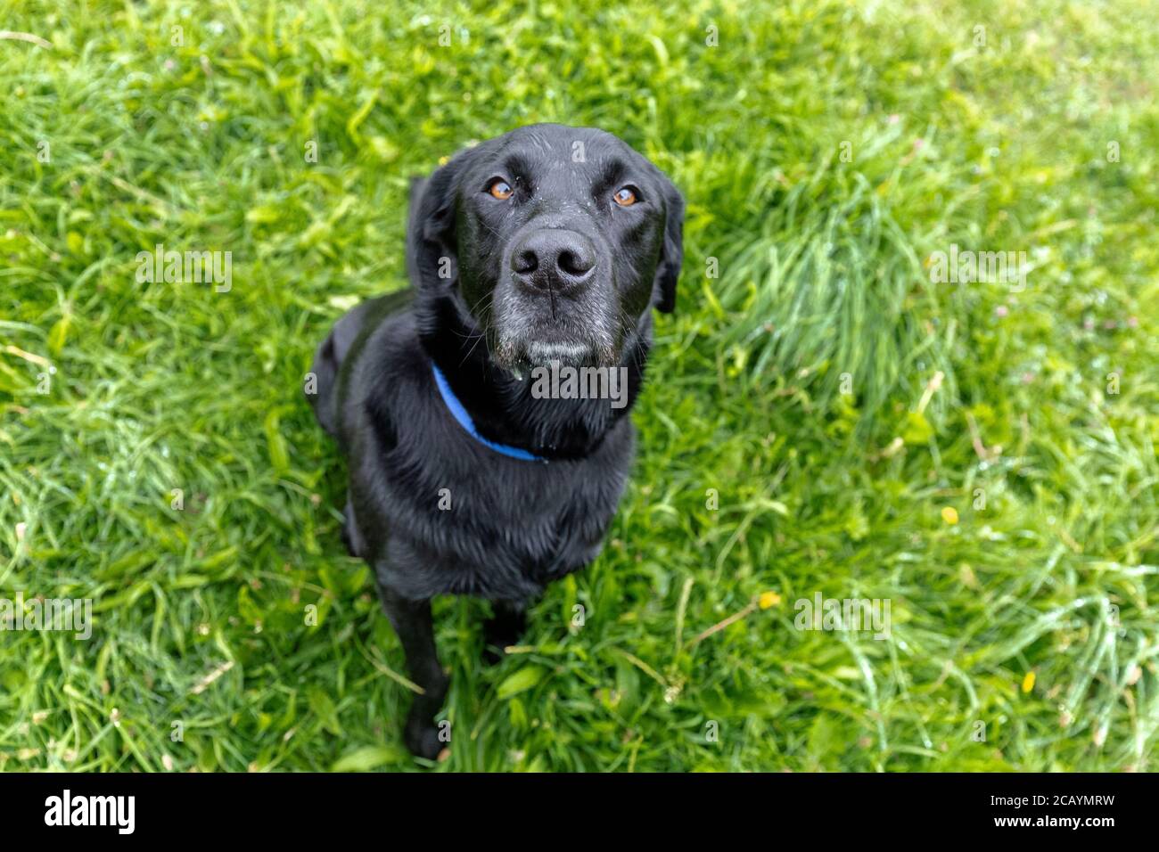 A black labrador retriever from above. The dog face shows a greying