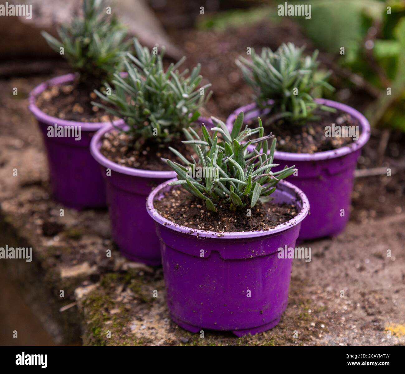 sprouting lavender seedlings