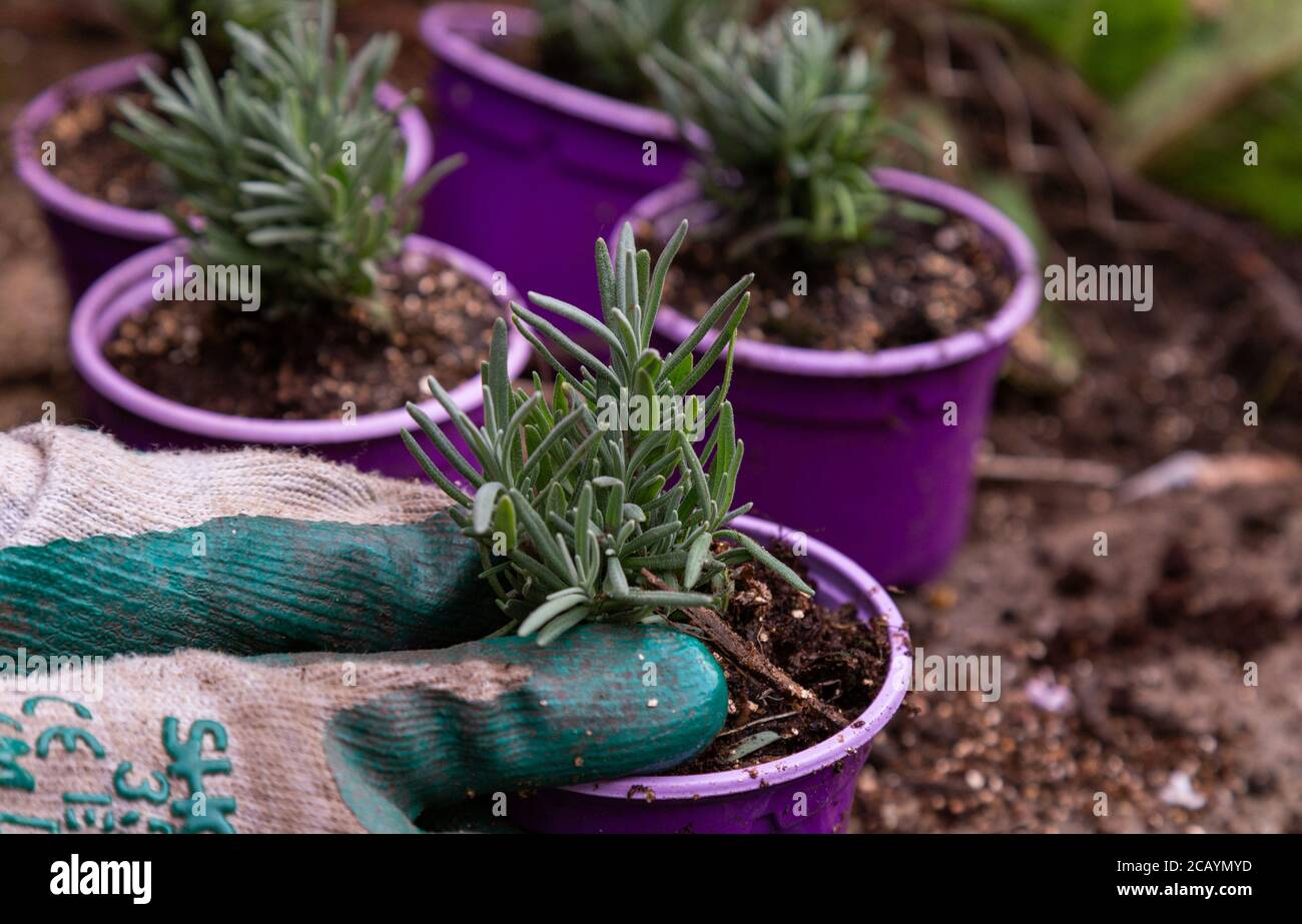 Potting on lavender plug plants (augustifolia rosea)  in gritty compost to allow them to grow on before planting out. Stock Photo